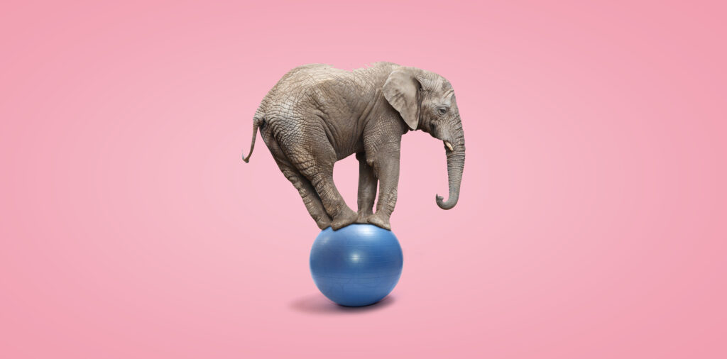 African elephant (Loxodonta africana) balancing on a blue ball.